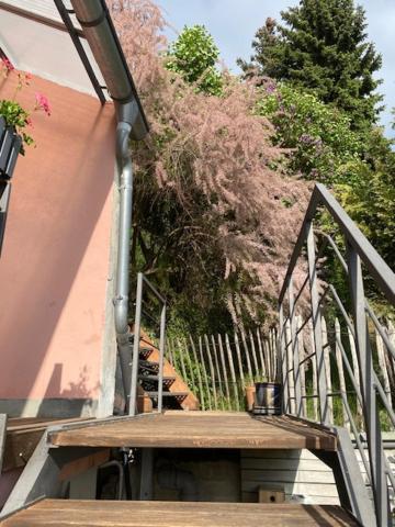 Alte Schlosserei Leistadt Bad Dürkheim Buitenkant foto
